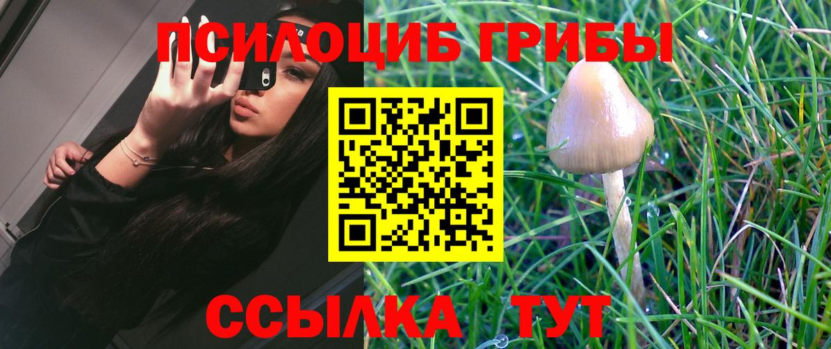 Псилоцибиновые грибы Cubensis  как найти наркотики  Вход с VPN  Киселёвск  Галлюциногенные грибы MAGIC MUSHROOMS 